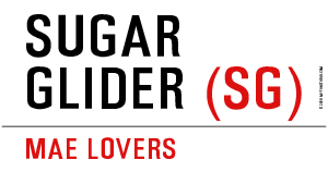 Sugar Glider